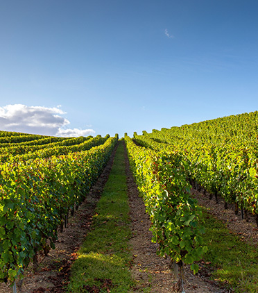 AI가 바꾸는 와인 산업