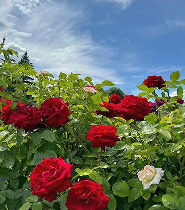 우리는 왜 ‘장밋빛 인생’이라 말할까?